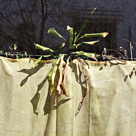 Renate Wichers - Lost